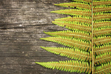 Fern leave on a brown, wooden background with place for textの写真素材