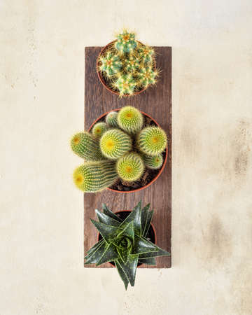 Home plants growing. Eco friendly composition with cactus and succulent plants on a wooden board. Home gardening concept. Hobbies growing home plants and gardening apartments. Flat layの写真素材