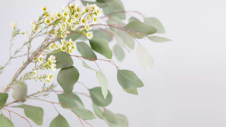 Spring flower composition with sprig with green leaves and white flowers on a light background with copy space. Floral banner of zen nature. Soft image and soft focus styleの写真素材