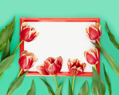 Holiday, flower card with red tulips with frame on a green background with copy space for...