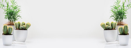 Horizontal, house gardening banner with house plant, cactus, succulent on a white background with copy space. Home decor and gardening concept. Hobbies growing home plants and gardening apartmentsの写真素材