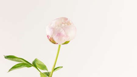 Tender, flower composition with single peony bud with dew drops on a white background with copy space. close upの写真素材