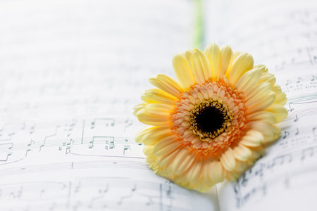 Romantic holiday music composition with tender gerbera on blurred music notebook background. Music education, concert or hobby card. Dating or love concept. Soft focus styleの写真素材