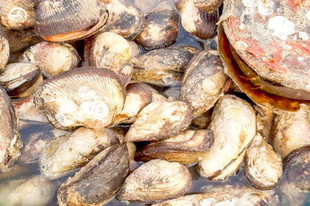 Abalone shells cluster tightly in heap, fresh catch glistening with seawater