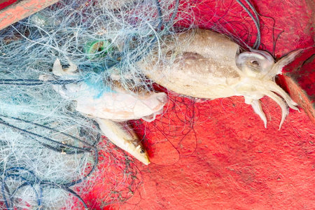 Freshly caught squids entangled in a fishing net, laid in vivid red boatの写真素材