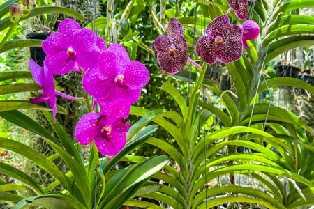 Bright purple and maroon orchids bloom vibrantly among lush green foliage in tropical garden. Their vivid colors and exotic beauty highlight allure of eco-tourism and nature explorationの写真素材