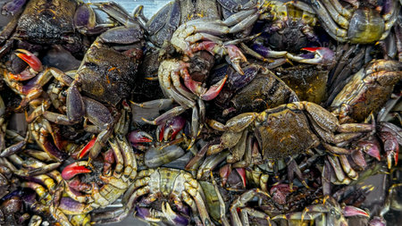 Pile of freshly caught crabs showcases abundance of seafood farming. Crabs' vibrant claws and shells reflect the concept of healthy eating and sustainable seafood sourcingの写真素材