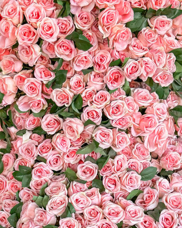 lush backdrop of delicate pink roses, densely arranged with green leaves peeking through, creates romantic and whimsical backdrop. Ideal for spring events, weddings, and floral-themed photographyの写真素材