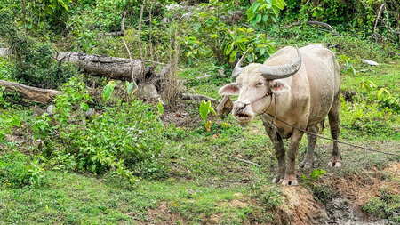 Domestic white buffalo stands on grassy terrain surrounded by greenery, embodying pastoral charm of...