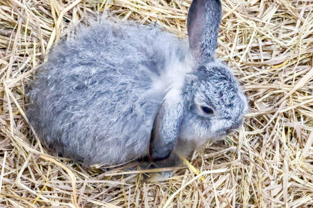 Fluffy gray rabbit nestled in hay on rural farm