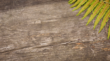Organic Background With Top View Of Rustic Wooden Surface With Green Fern Leaf In Corner. Concept Of Eco Product Mockup, Natural Background, Organic Branding And Sustainable Visual Storytellingの写真素材