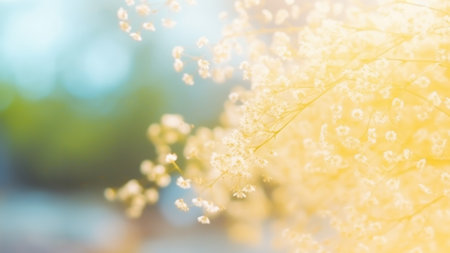 Spring flower background with branches of blossoming gypsophila on tender green background with bokeh effect end empty space for text. Spring time. Natural blossoming background. Soft focusの素材