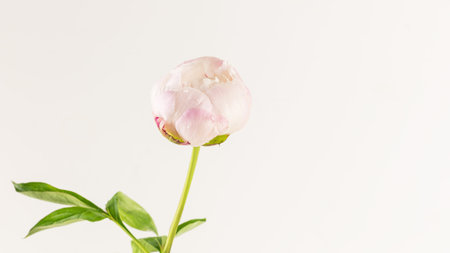 Tender, flower composition with single peony bud with dew drops on a white background with copy space. Closeupの写真素材