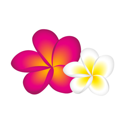 plumeria frangipani flower blossom white and pink vector illustration EPS10のイラスト素材