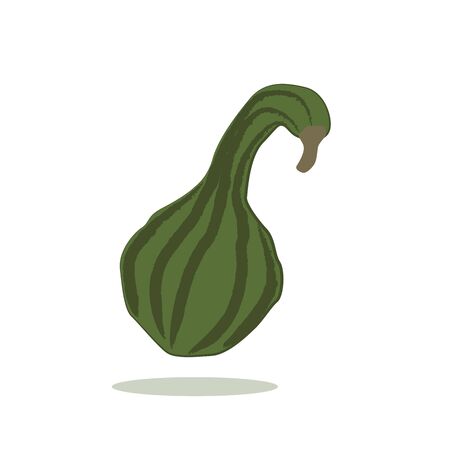 green pumpkin isolated on white background vector illustration EPS10のイラスト素材