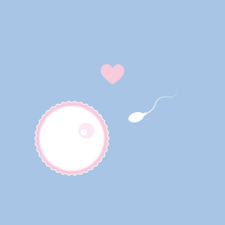 fertility reproduction of ovum and spermatozoon illustration
