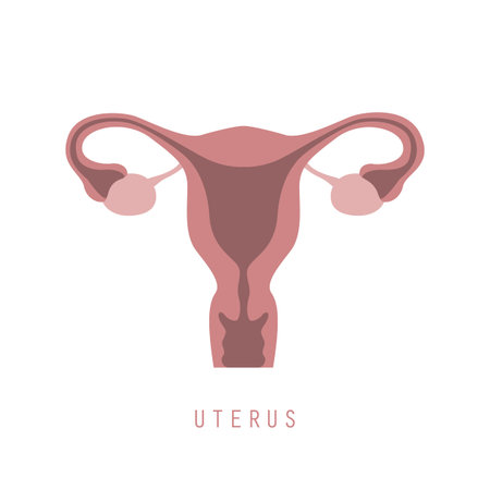female reproductive system women uterus ovary icon