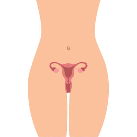 female body reproductive system women uterus ovaryのイラスト素材