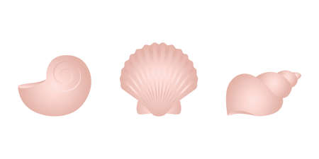 set of sea shell isolated on white background vectorのイラスト素材