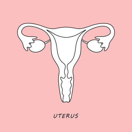 female reproductive system women uterus ovary icon