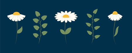 set of chamomile daisy flower and leaves floral decorationのイラスト素材