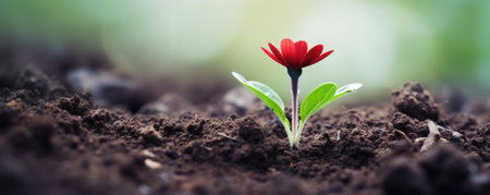 small flower seedling in the soil close upの素材