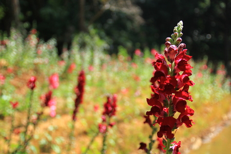 flowersの写真素材