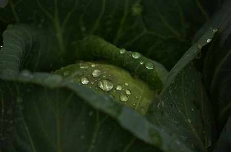 cabbage