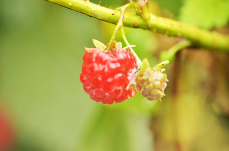 raspberry