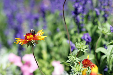 bee on a daisy in a garden
