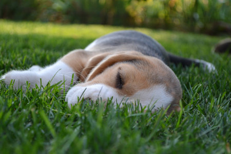 Beagle puppy sleeping on green grassの写真素材