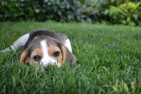 A dog, beagle puppy lying on the grassの写真素材