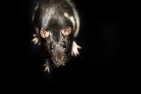 Funny ratの写真素材