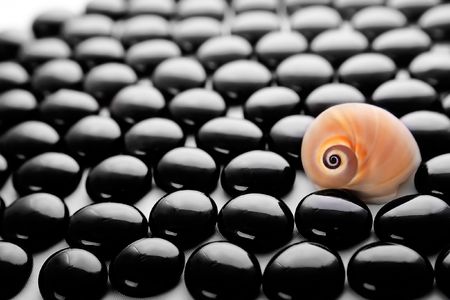 Sea shell and stones still-lifeの写真素材