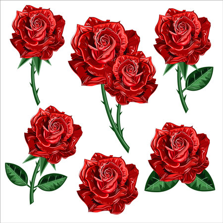 Rose flower set of blooming plant. Garden rose isolated icon of red blossom with green stem and leaf for romantic floral decoration, wedding bouquet and valentine greeting card.のイラスト素材