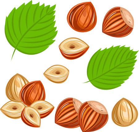Hazelnut from shelled nut to nut without shell, cut in halves and scrumps. Isolated on white background.のイラスト素材