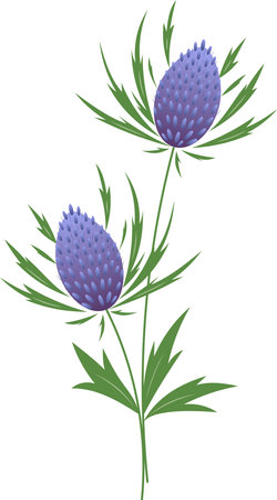 Panicaut or Panicaults, vector illustration. Blue Eryngo Flower. Isolated on White Background. Also Eryngium Planum, Flat Sea Holly Holme Hulver, Chardon des Dunes Roland Maritime,のイラスト素材