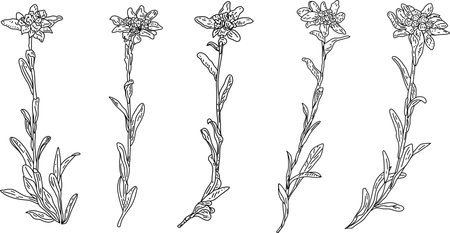 Set of edelweiss: edelweiss flowers and leaves. Leontopodium. Cosmetic and medical plant. Vector hand drawn illustration.のイラスト素材