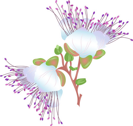 Capers (Capparis spinosa). Hand drawn vector Capparis flower.のイラスト素材