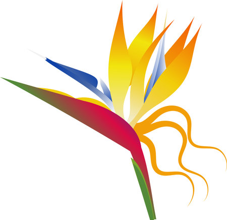 Vector of bird paradise flower.Sterlizia.のイラスト素材
