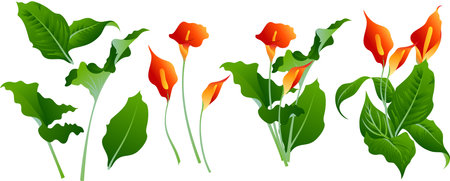 Set of calla lilies. Bouquet of calla lilies. Vector illustration.のイラスト素材