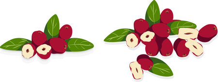 Set of Chinese jujube isolated on white background, vector illustration.Chinese red date asian herbal fruit for healthy and leaves ripe dried Jujube berryのイラスト素材