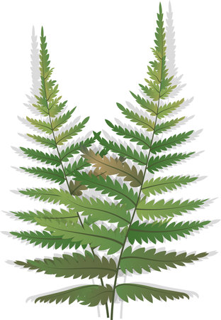 Illustration of fern leaves on a white background. Vector illustration.Fern, forest fern.のイラスト素材