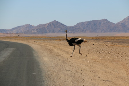 ostrich cross the roadの写真素材