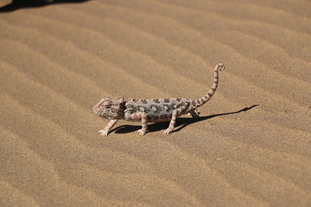 chameleon in desertの写真素材