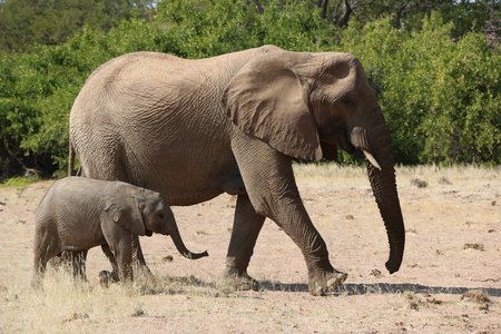 elephant with youngの写真素材