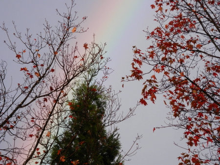 faint rainbow with autumn treesの写真素材