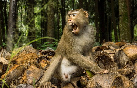 Monkey aggressive
