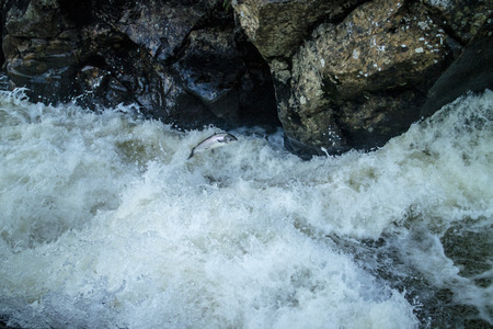 Salmon jumping in river in Norwayの写真素材