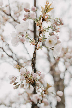 sakura treeの写真素材